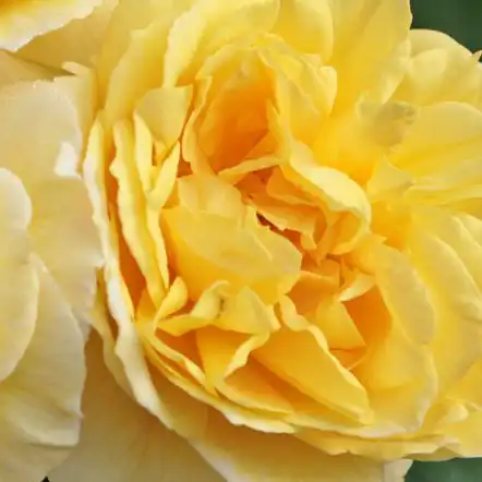 Comanda trandafiri online - Galben - trandafir pentru straturi Floribunda - trandafir cu parfum discret -  - W. Kordes & Sons - ,-